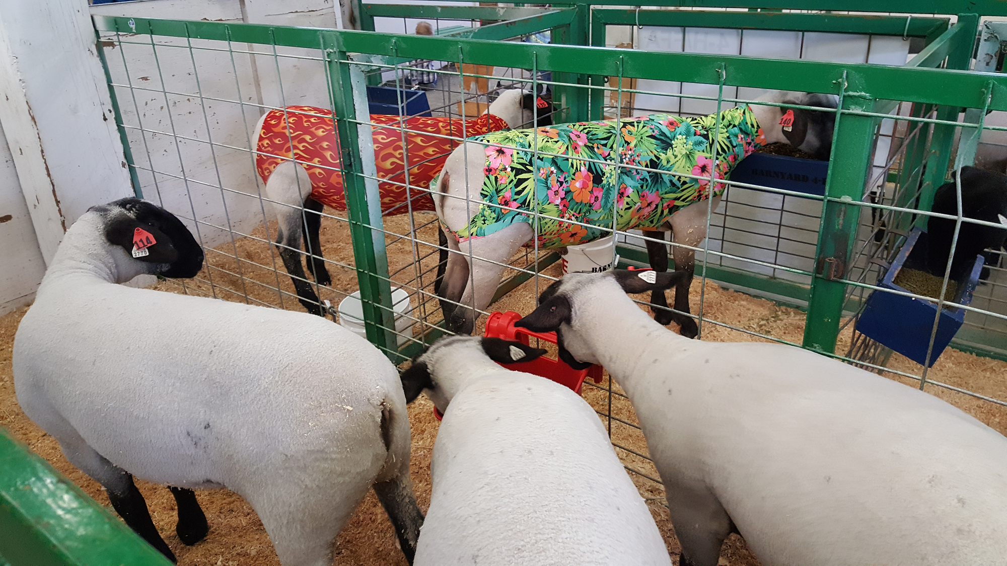Asotin County Fair 4H & FFA Livestock Sale April 27, 2024 430 pm