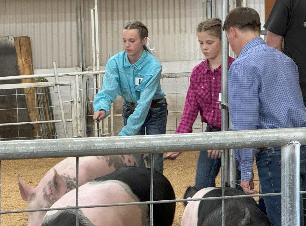 Hogs