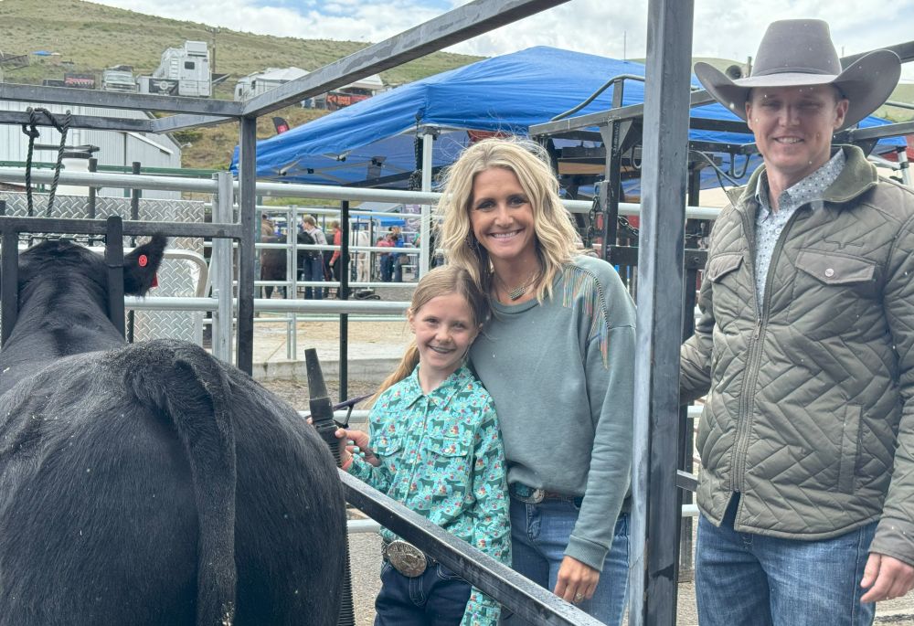 Steer